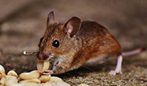 24 Hour & Emergency Exterminators in North Wilmurt, NY